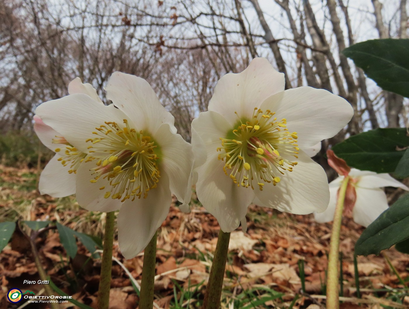 54 Helleborus niger -Ellebori.JPG